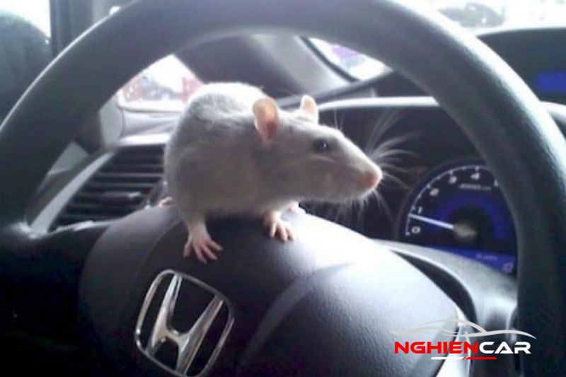 Chuột vào ô tô qua vị trí nào